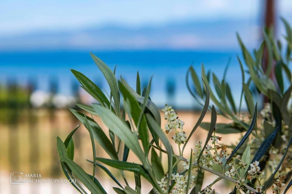 Starry Coast Apartments Νέα Ποτίδαια Εξωτερικό φωτογραφία