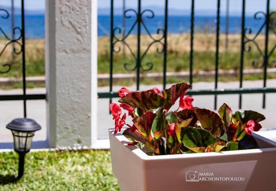 Starry Coast Apartments Νέα Ποτίδαια Εξωτερικό φωτογραφία