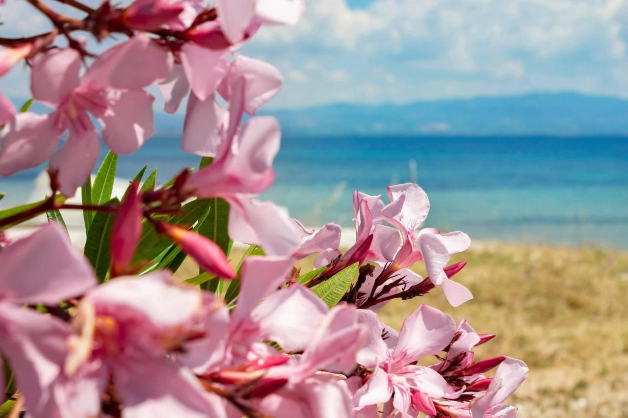 Starry Coast Apartments Νέα Ποτίδαια Εξωτερικό φωτογραφία